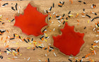 Leaves and Pumpkin Cookies